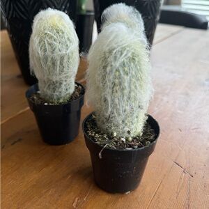 Old Man? Snow Ball? Santa’s Beard? Live Cactus Perfect Gift or Project.